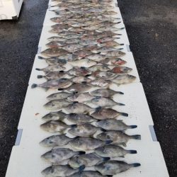 オーフリー 釣果