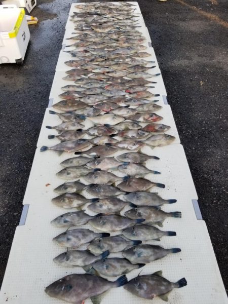 オーフリー 釣果