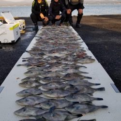 オーフリー 釣果