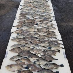 オーフリー 釣果