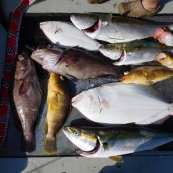 第二一之紀丸(ダイニイチノキマル) 釣果