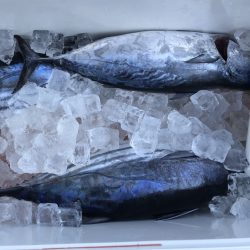 喜平治丸 釣果
