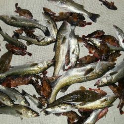 TOPGUN名古屋 釣果