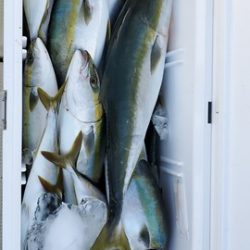 遊漁船 ニライカナイ 釣果