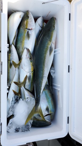 遊漁船 ニライカナイ 釣果