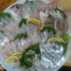 リトルワン 釣果