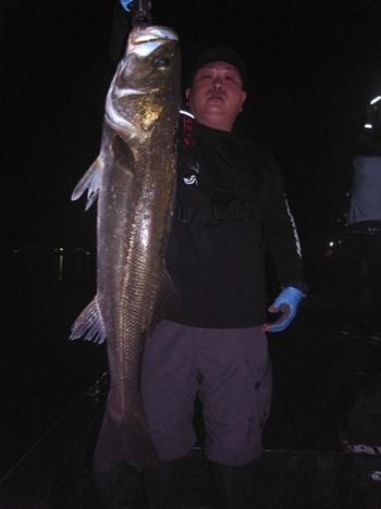 シーマジカル 釣果