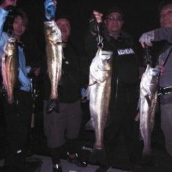 シーマジカル 釣果