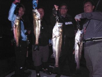 シーマジカル 釣果