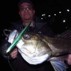 シーマジカル 釣果