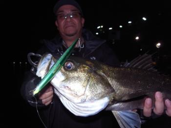 シーマジカル 釣果