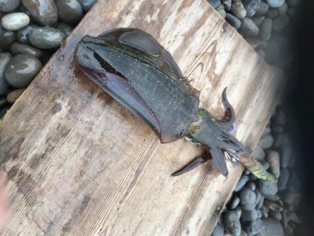 秋イカエギングでアオリイカ釣果、爆風を避けてランガン