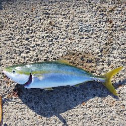 ハマチは好調?タチウオ不調!