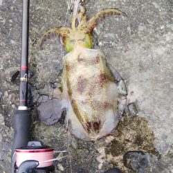 今日も1パイだけ