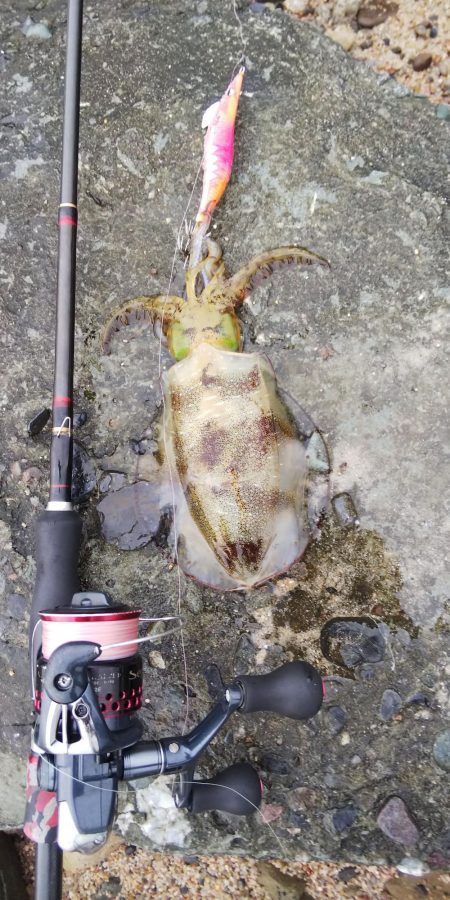 今日も１パイだけ