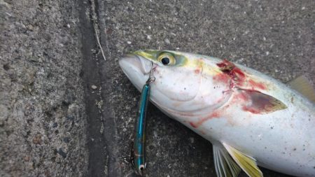 早朝短時間勝負！！