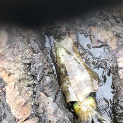 秋イカエギングでアオリイカ釣果、爆風を避けてランガン