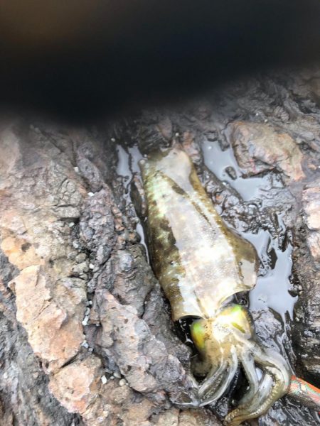 秋イカエギングでアオリイカ釣果、爆風を避け…