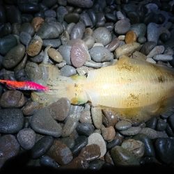 エギパが終わったら釣れる