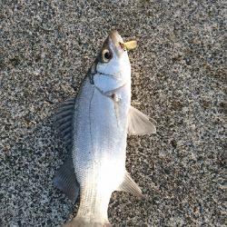 ゴチヒラセイゴ