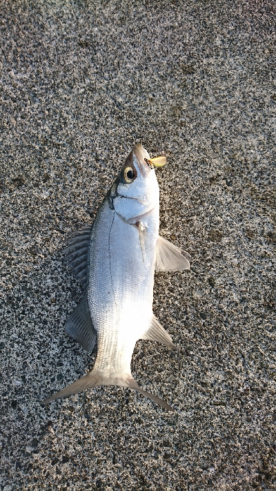 ゴチヒラセイゴ