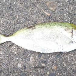 アイゴの30が２匹とギンガメアジが1匹！！