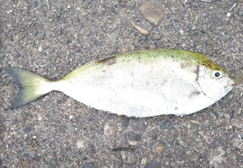 アイゴの30が２匹とギンガメアジが1匹！！