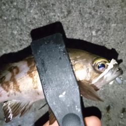 今夜もアジング