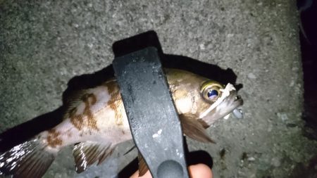 今夜もアジング