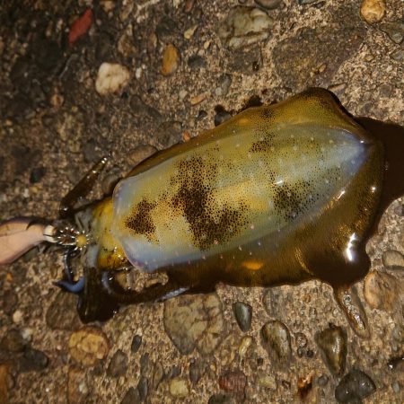 良い朝でした！