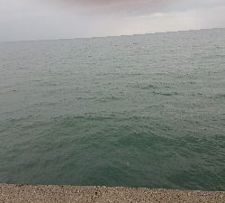 青物狙いのはずですが