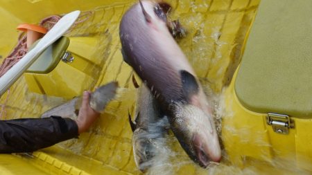 フィッシングレイクたかみや 釣果