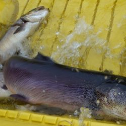 フィッシングレイクたかみや 釣果