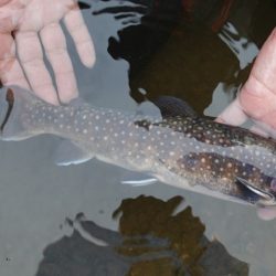 フィッシングレイクたかみや 釣果
