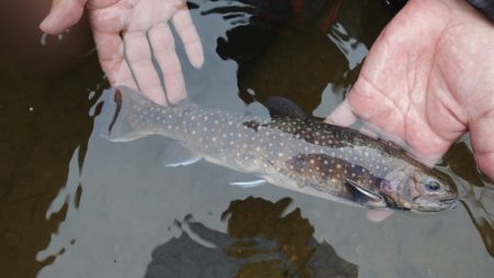 フィッシングレイクたかみや 釣果