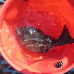 オリジナルメーカー海づり公園(市原市海づり施設) 釣果