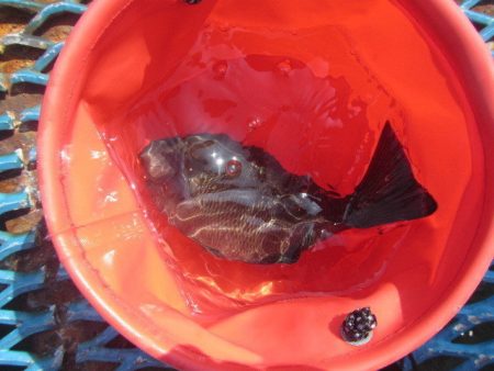 オリジナルメーカー海づり公園(市原市海づり施設) 釣果