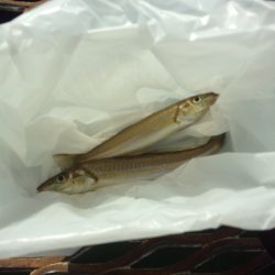 オリジナルメーカー海づり公園(市原市海づり施設) 釣果