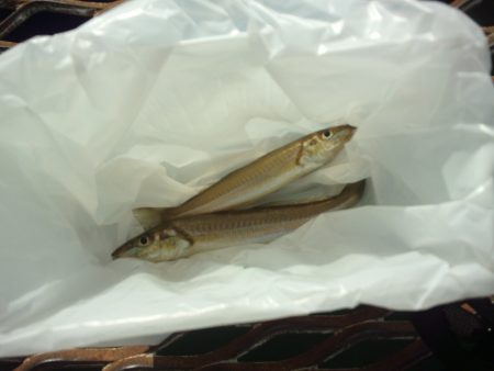 オリジナルメーカー海づり公園(市原市海づり施設) 釣果