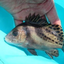 オリジナルメーカー海づり公園(市原市海づり施設) 釣果