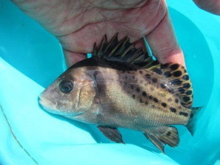 オリジナルメーカー海づり公園(市原市海づり施設) 釣果