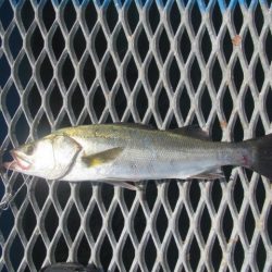 オリジナルメーカー海づり公園(市原市海づり施設) 釣果