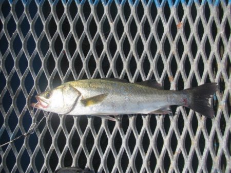 オリジナルメーカー海づり公園(市原市海づり施設) 釣果