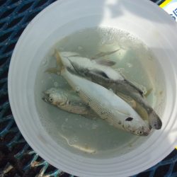 オリジナルメーカー海づり公園(市原市海づり施設) 釣果