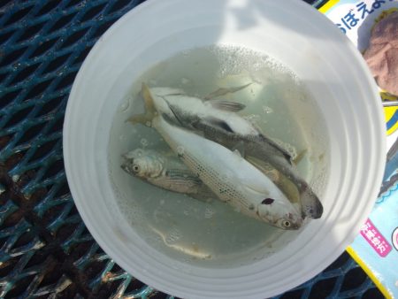 オリジナルメーカー海づり公園(市原市海づり施設) 釣果