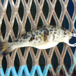 オリジナルメーカー海づり公園(市原市海づり施設) 釣果