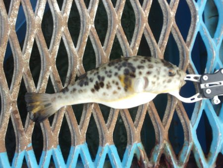 オリジナルメーカー海づり公園(市原市海づり施設) 釣果