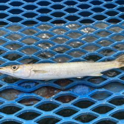 オリジナルメーカー海づり公園(市原市海づり施設) 釣果