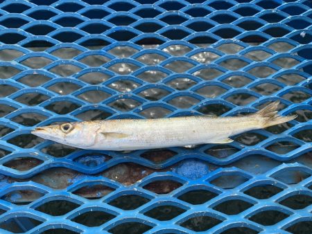 オリジナルメーカー海づり公園(市原市海づり施設) 釣果