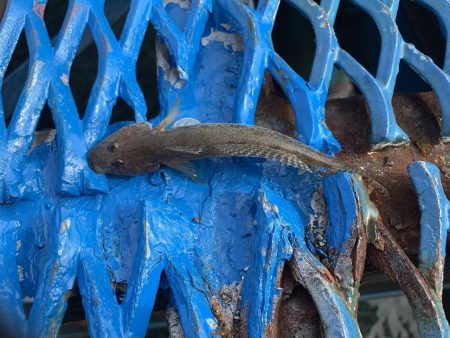 オリジナルメーカー海づり公園(市原市海づり施設) 釣果